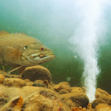 Inline Bass Formula Multi-Sensory Fish Attractant