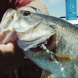 Inline Bass Formula Multi-Sensory Fish Attractant