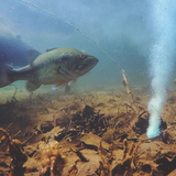 Inline Bass Formula Multi-Sensory Fish Attractant