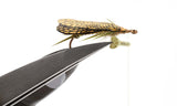 Adult Stonefly Wing