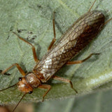 Adult Stonefly Wing