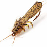 Adult Stonefly Wing