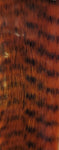 Grizzly Fibre