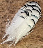 Lady Amherst Tippet Feathers
