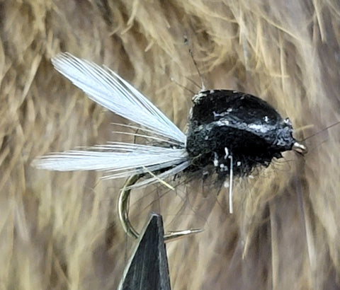 Black Wing Bottle Fly