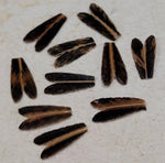 Natural Feather Caddis Wings