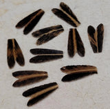 Natural Feather Caddis Wings