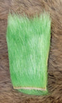 Dyed Polar Bear