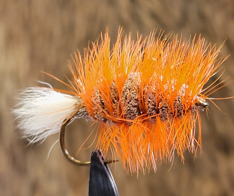 Orange Bug White Tail
