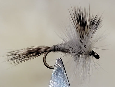 Grey Wulff