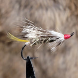 Black Rat