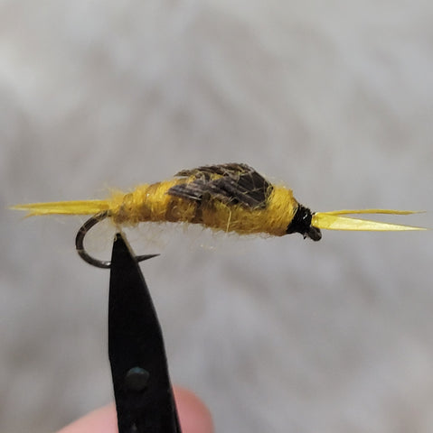 Golden Stonefly