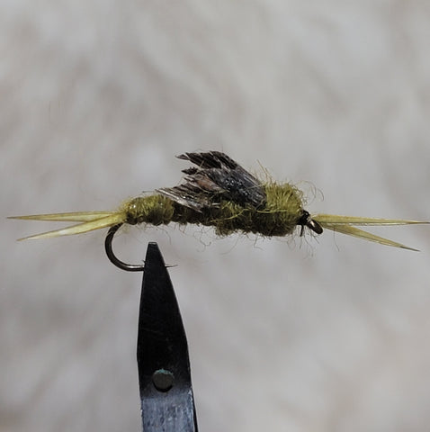 Olive Stonefly