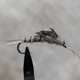 Grey Stonefly