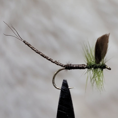 Extended Body Olive Quill