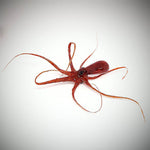 UV-Cure Fly Tying Resin 3 Pack