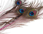 Peacock Eyes Dyed