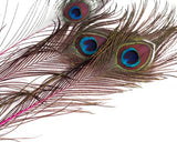 Peacock Eyes Dyed