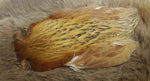 Indian Hen Neck