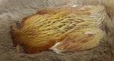 Indian Hen Neck