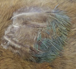 Ring-Necked Pheasant Spey Feathers
