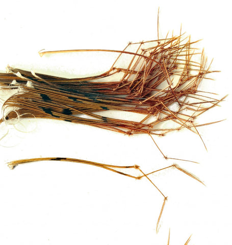 Cock Pheasant Daddy Legs