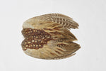 Pheasant Cock Ringneck Whole Wings