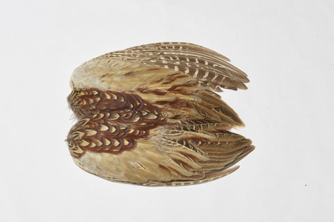 Pheasant Cock Ringneck Whole Wings