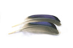 Mallard Duck Wing Quills - Blue/White Tip