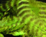 Grizzly Marabou