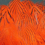 Silver Pheasant Feathers