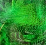 Dyed Teal Duck Flank
