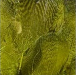Dyed Teal Duck Flank