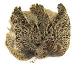 Ring-Necked Pheasant Hen Skin