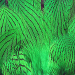 Silver Pheasant Feathers