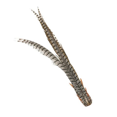 Lady Amherst Complete Pheasant Tail