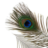 Peacock Eyes Dyed