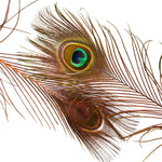 Peacock Eyes Dyed
