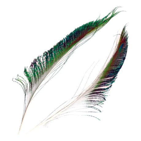 Peacock Sword