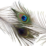 Peacock Eyes Dyed