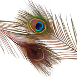 Peacock Eyes Dyed