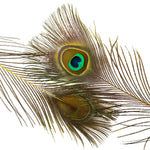 Peacock Eyes Dyed
