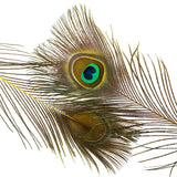 Peacock Eyes Dyed